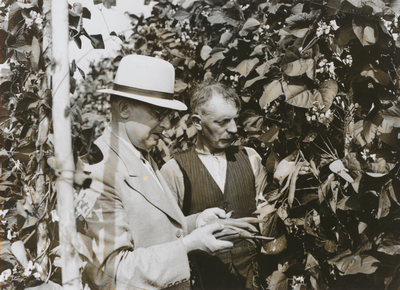 876631 Afbeelding van twee mannen, vermoedelijk uit Wijk C, die snijbonen bekijken die groeien op de volkstuintjes ...